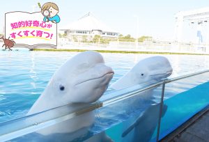 横浜・八景島シーパラダイス（神奈川県）の4水族館にさまざまな好奇心をくすぐられる