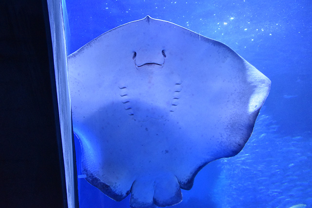 エイの“裏の顔”/横浜・八景島シーパラダイス(神奈川県/横浜市)