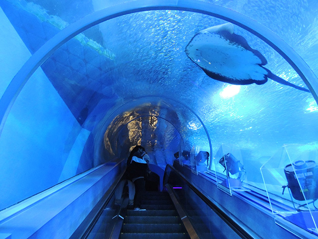 トンネル型の海中エスカレーター/横浜・八景島シーパラダイス(神奈川県/横浜市)