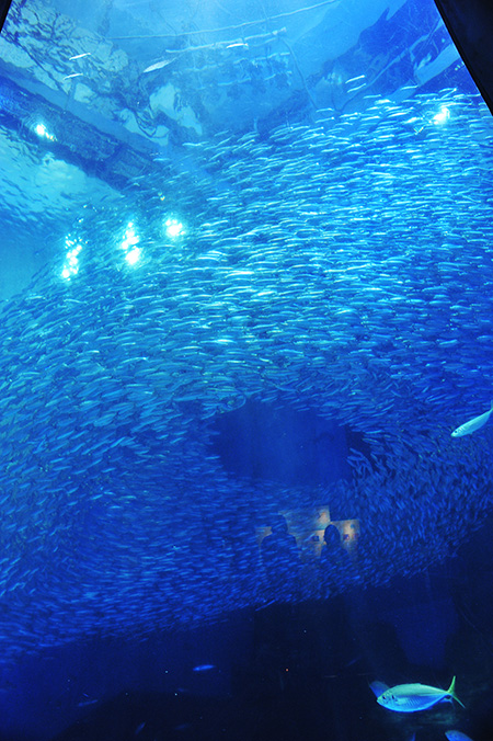 約5万尾のマイワシ/横浜・八景島シーパラダイス(神奈川県/横浜市)