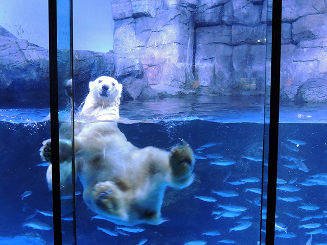 ホッキョクグマの「ユキ丸」/横浜・八景島シーパラダイス(神奈川県/横浜市)