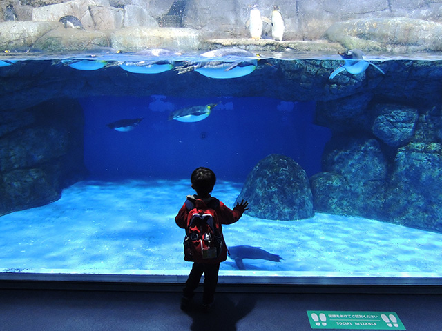 ペンギン水槽/横浜・八景島シーパラダイス(神奈川県/横浜市)