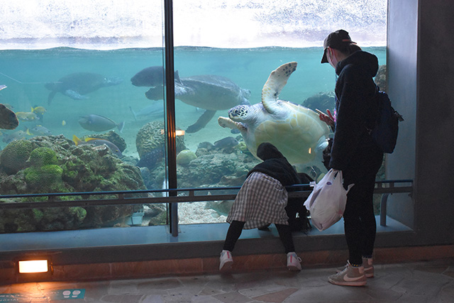 アオウミガメ/横浜・八景島シーパラダイス(神奈川県/横浜市)