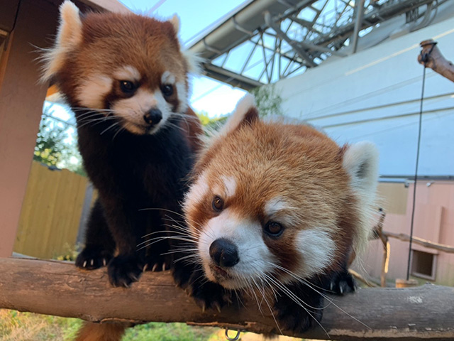 レッサーパンダ/横浜・八景島シーパラダイス(神奈川県/横浜市)