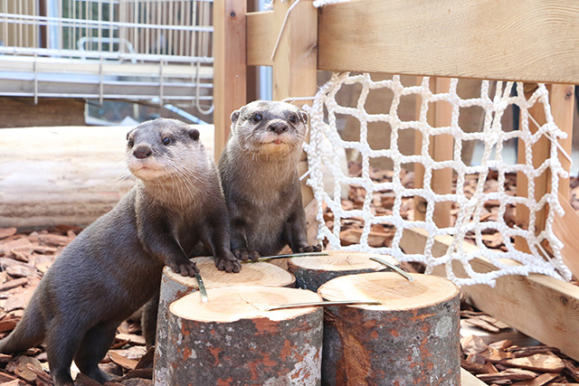 コツメカワウソ/横浜・八景島シーパラダイス(神奈川県/横浜市)