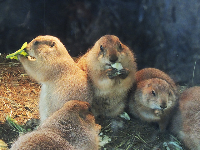 プレーリードッグ/横浜・八景島シーパラダイス(神奈川県/横浜市)