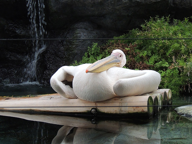ペリカン/横浜・八景島シーパラダイス(神奈川県/横浜市)