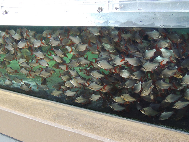 ピラニア/横浜・八景島シーパラダイス(神奈川県/横浜市)