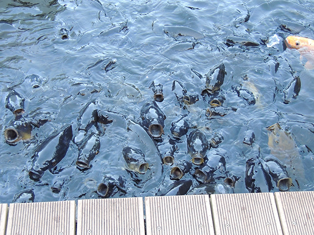 おさかなとかものごはん/横浜・八景島シーパラダイス(神奈川県/横浜市)