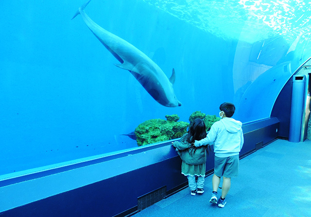 バンドウイルカ/横浜・八景島シーパラダイス(神奈川県/横浜市)