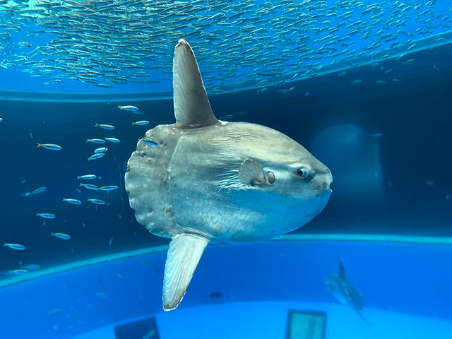 マンボウ/横浜・八景島シーパラダイス(神奈川県/横浜市)