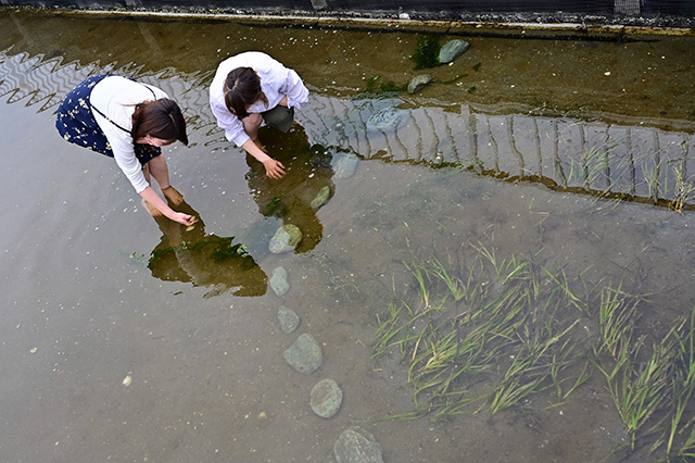 マリンビオトープの様子/横浜・八景島シーパラダイス(神奈川県/横浜市)