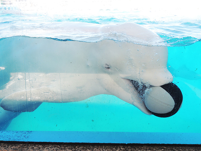 シロイルカ「パララ」/横浜・八景島シーパラダイス(神奈川県/横浜市)