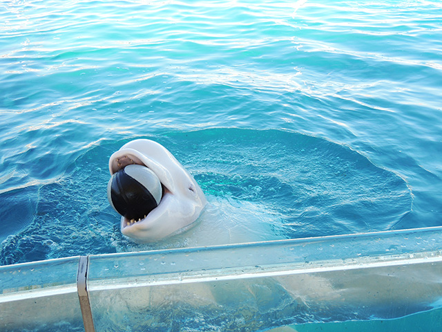 シロイルカ「パララ」/横浜・八景島シーパラダイス(神奈川県/横浜市)