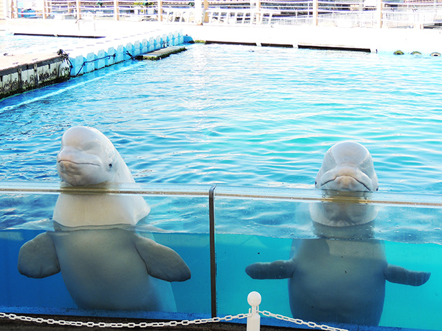 シロイルカの頭をのせるポーズ/横浜・八景島シーパラダイス(神奈川県/横浜市)