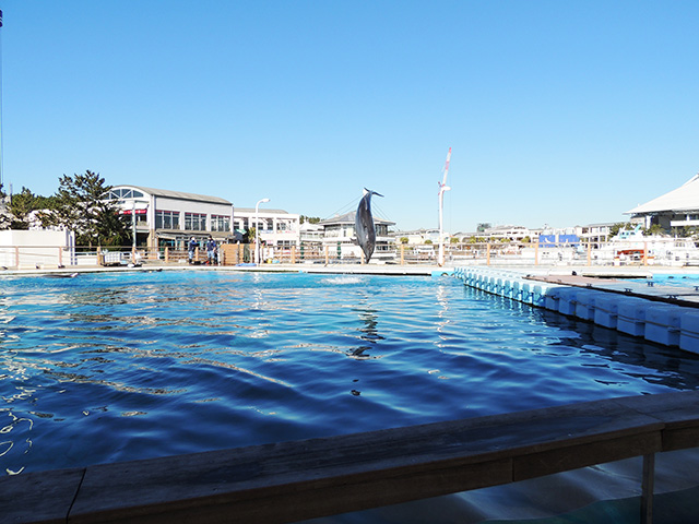 ジャンプをするバンドウイルカ/横浜・八景島シーパラダイス(神奈川県/横浜市)