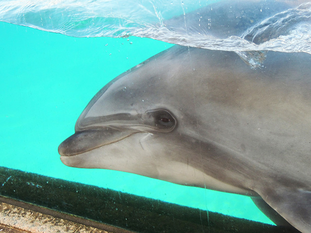 バンドウイルカ/横浜・八景島シーパラダイス(神奈川県/横浜市)
