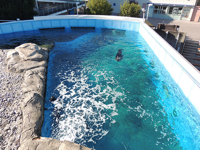 オタリア/横浜・八景島シーパラダイス(神奈川県/横浜市)