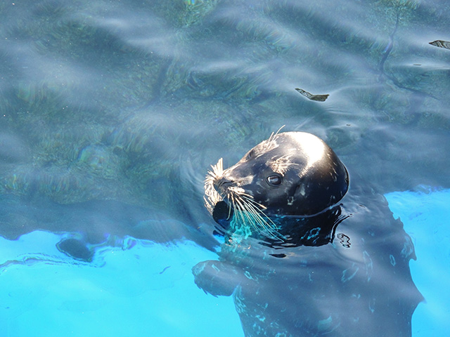アザラシ/横浜・八景島シーパラダイス(神奈川県/横浜市)
