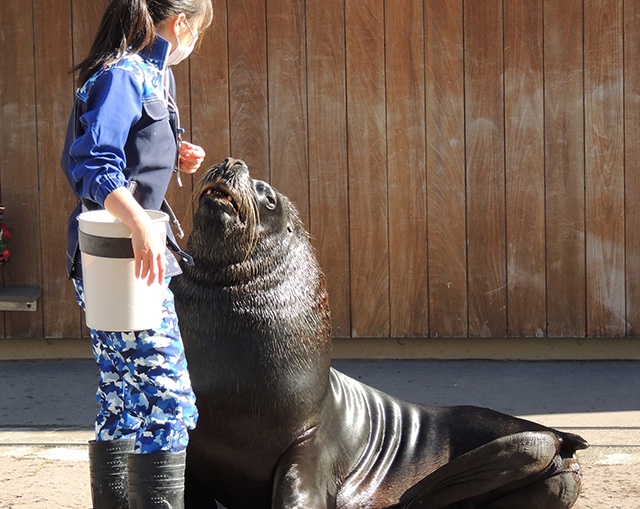 オタリアたちのパフォーマンス/横浜・八景島シーパラダイス(神奈川県/横浜市)