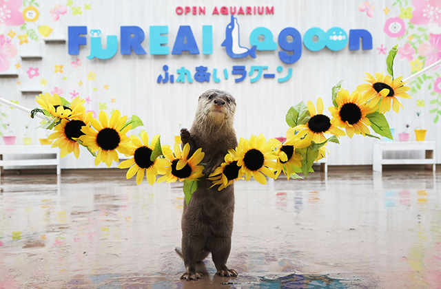 コツメカワウソのパフォーマンス/横浜・八景島シーパラダイス(神奈川県/横浜市)