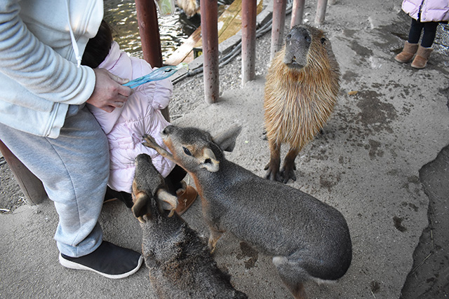 カピバラ・マーラのごはんタイム/横浜・八景島シーパラダイス(神奈川県/横浜市)