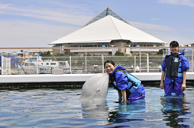 ドルフィントレーナーの体験の様子/横浜・八景島シーパラダイス(神奈川県/横浜市)