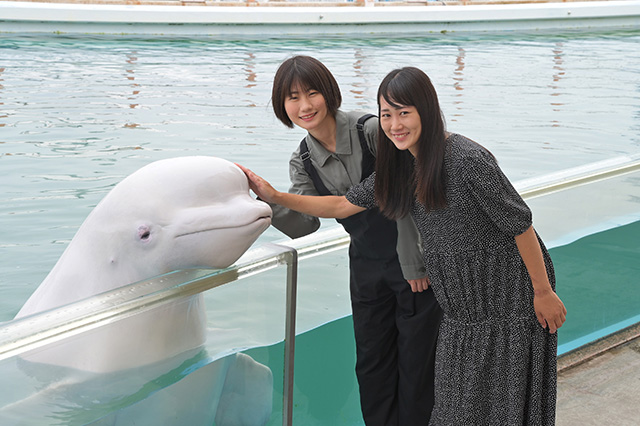 「シロイルカのおでこにタッチ&ごはん」の様子/横浜・八景島シーパラダイス(神奈川県/横浜市)