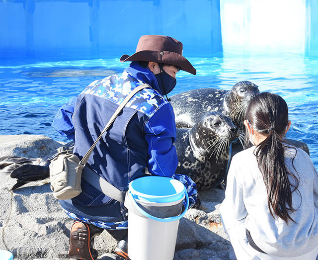 アザラシにさわる体験/横浜・八景島シーパラダイス(神奈川県/横浜市)