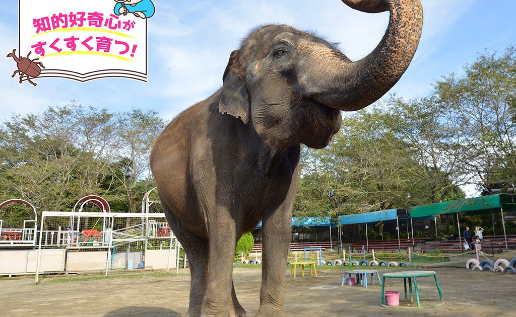 アニマルワンダーリゾウト 市原ぞうの国（千葉県）でゾウさんに大接近