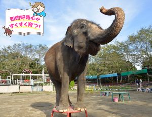 アニマルワンダーリゾウト 市原ぞうの国（千葉県）でゾウさんに大接近すればゾウへの興味が倍増！