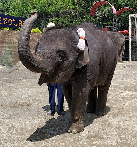 アジアゾウの「もも夏(ももか)」/アニマルワンダーリゾウト 市原ぞうの国(千葉県/市原市)