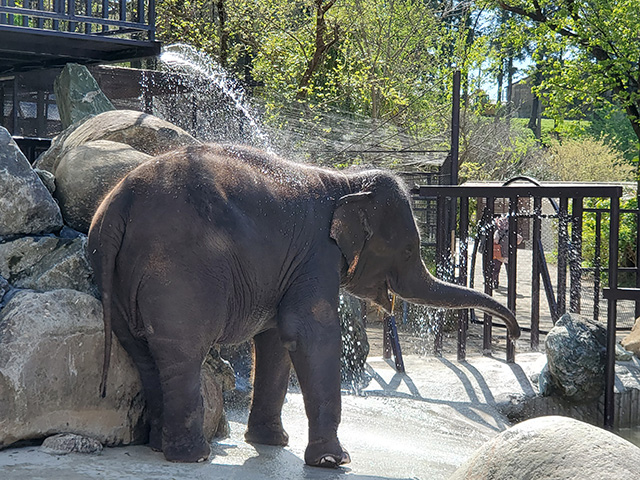 ゾウの水遊び/アニマルワンダーリゾウト 市原ぞうの国(千葉県/市原市)