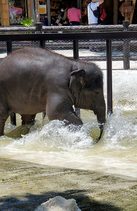 ゾウの水遊び/アニマルワンダーリゾウト 市原ぞうの国(千葉県/市原市)