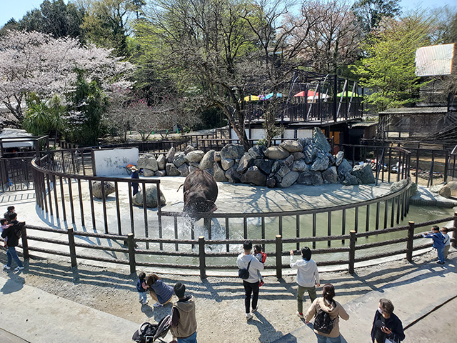 「エレファントスプラッシュ」の全景/アニマルワンダーリゾウト 市原ぞうの国(千葉県/市原市)