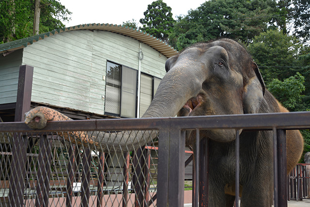 「エレファントヴィレッジ」/アニマルワンダーリゾウト 市原ぞうの国(千葉県/市原市)