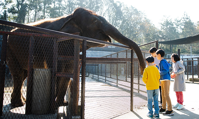 ゾウにおやつをあげる様子/アニマルワンダーリゾウト 市原ぞうの国(千葉県/市原市)