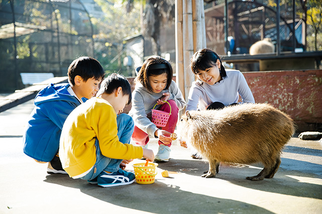 カピバラにおやつをあげる様子/アニマルワンダーリゾウト 市原ぞうの国(千葉県/市原市)