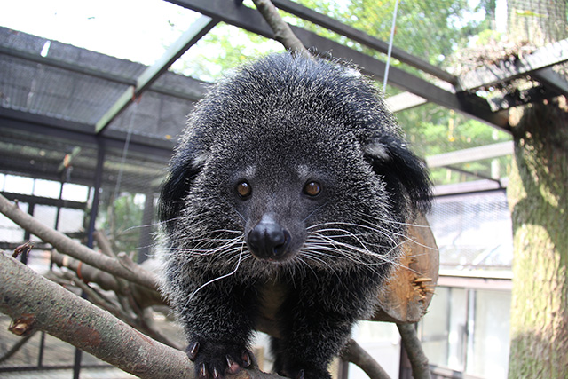 黒いジャコウネコ科のビントロング/アニマルワンダーリゾウト 市原ぞうの国(千葉県/市原市)