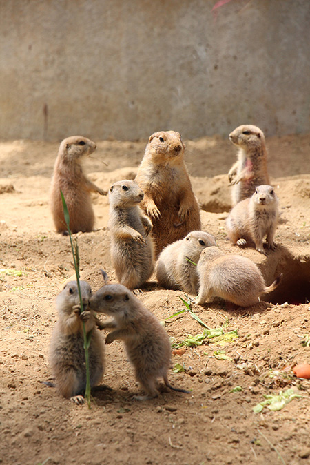プレーリードッグ/アニマルワンダーリゾウト 市原ぞうの国(千葉県/市原市)