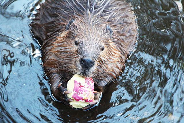 ビーバー/アニマルワンダーリゾウト 市原ぞうの国(千葉県/市原市)