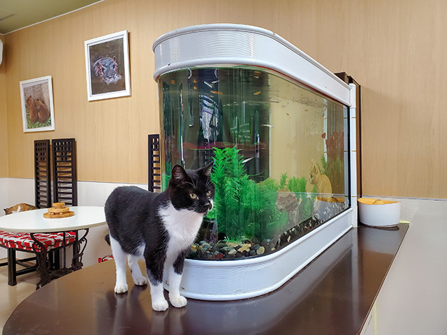 ねこちゃんふれあいランド/アニマルワンダーリゾウト 市原ぞうの国(千葉県/市原市)