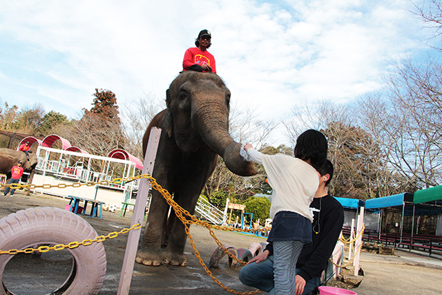 「ぞうさんのお買い物」の様子/アニマルワンダーリゾウト 市原ぞうの国(千葉県/市原市)
