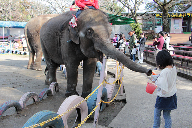 「ぞうさんのおやつタイム」の様子/アニマルワンダーリゾウト 市原ぞうの国(千葉県/市原市)