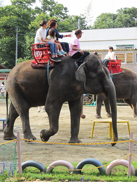 「ぞうさんライド」の様子/アニマルワンダーリゾウト 市原ぞうの国(千葉県/市原市)