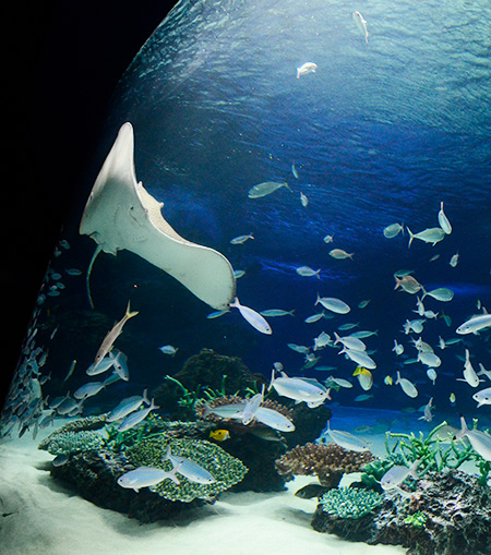 サンシャインラグーン/サンシャイン水族館(東京都/豊島区)