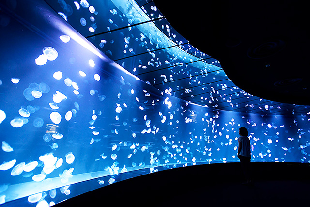 クラゲパノラマ/サンシャイン水族館(東京都/豊島区)