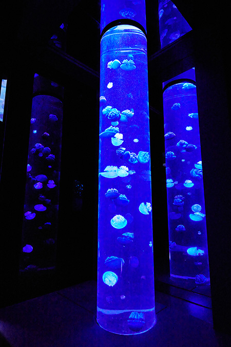 万華鏡のような無幻海月(むげんくらげ)/サンシャイン水族館(東京都/豊島区)