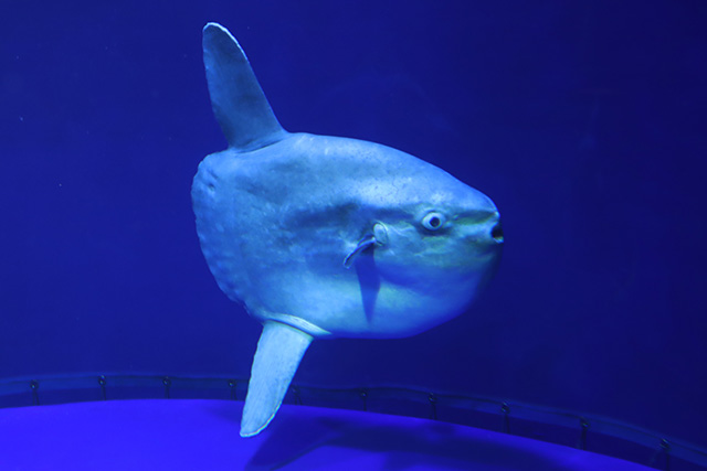 マンボウ/サンシャイン水族館(東京都/豊島区)