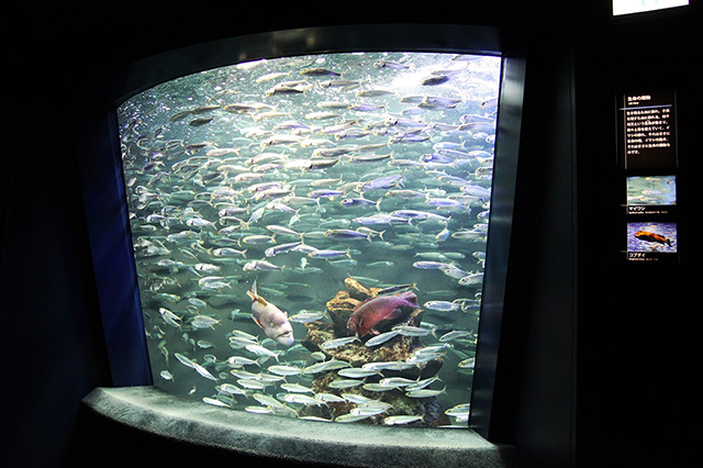 マイワシの群れ/サンシャイン水族館(東京都/豊島区)